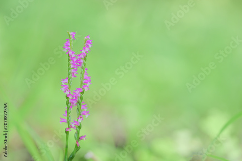 Delicate Pink Spiranthes Flower in Meadow