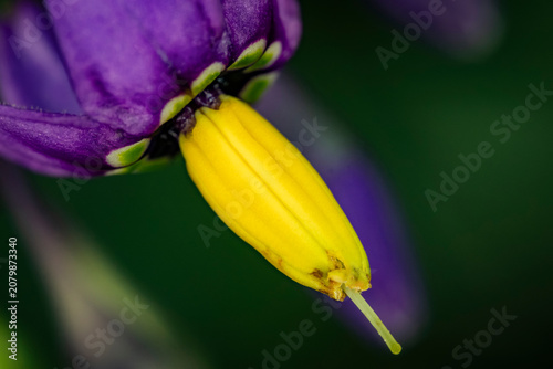 Foto Extreme macro photograph of a bittersweet nightshade flower showing the vibrant