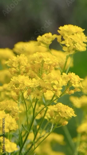 yellow flowers in the garden