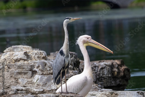 A blue heron and a pelican sharing a rock.