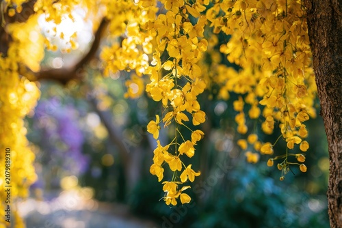 Golden cascading blossoms with soft bokeh background