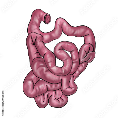 Human Small Intestine Anatomy and Structure Illustration
