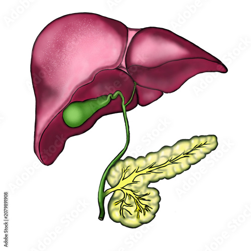 Human Liver and Pancreas Anatomy with Gallbladder Illustration