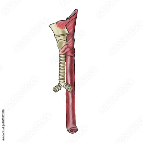 Human Esophagus Trachea Anatomy Illustration
