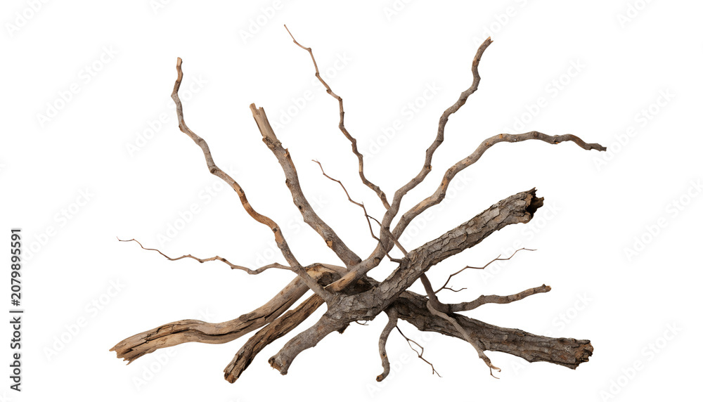 Fototapeta premium Rustic Bundle of Weathered Woodland Branches Isolated on Transparent Background with Natural Forked Twigs