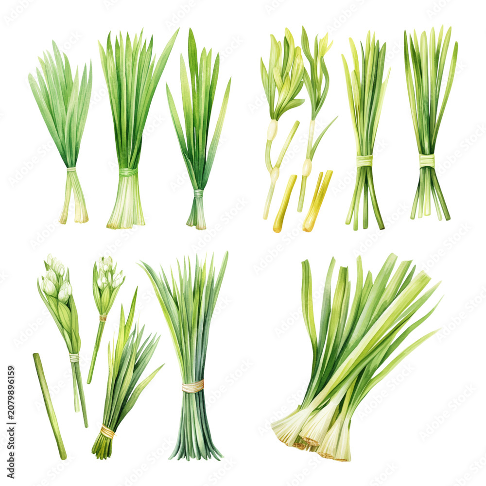 Obraz premium Hand-painted Watercolor Set of Fresh Green Onions and Scallions Botanical Illustrations for Culinary Design