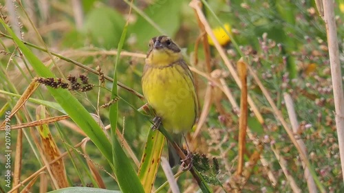 Close up portrait of a vibrant yellow songbird perching on a grass stalk in a wild summer meadow environment