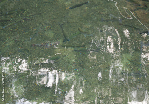 川魚