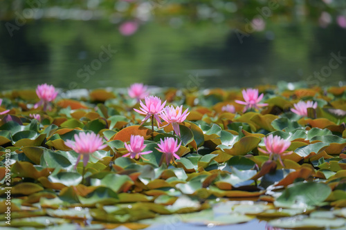 Pink water lilies blooming on a tranquil pond