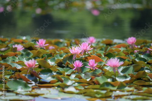 Pink water lilies blooming on a tranquil pond