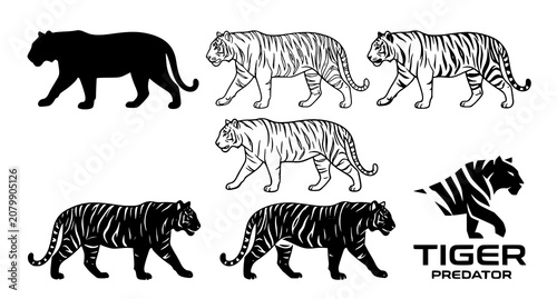 Photography Tiger Walking Silhouette and Outline Vector Illustration Isolated on White Backg