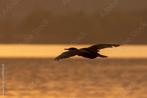 Fotografía A cormorant flying low over water at dusk with silhouette against golden light