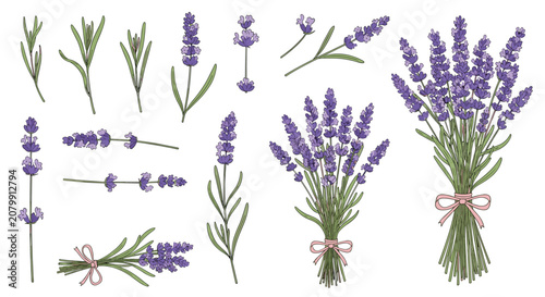 Beautiful collection of lavender sprigs and bouquets tied with delicate pink ribbons isolated on a white background.