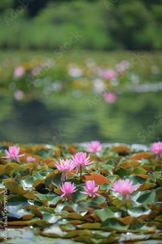 Blooming Pink Water Lilies with Copy Space