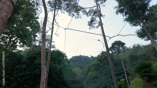 Protective netting suspended among tall tropical trees, blending with the rainforest canopy to provide safety while preserving the natural outdoor environment.