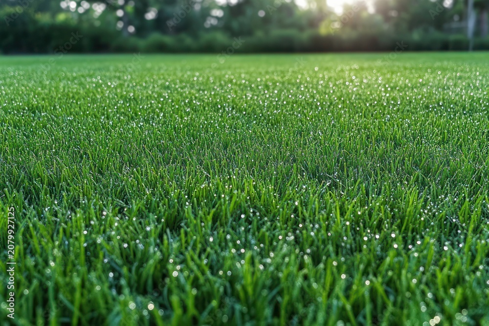 Obraz premium dew-covered green grass field at sunrise with sparkling droplets, soft blurred trees and warm backlight conveying a peaceful fresh morning atmosphere