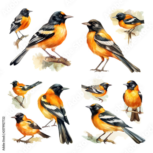Collection of Watercolor Illustrations Featuring Beautiful Baltimore Orioles Perched on Tree Branches in Various Poses