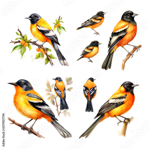 Watercolor Collection Featuring Vibrant Baltimore Orioles Perched on Tree Branches and Twigs