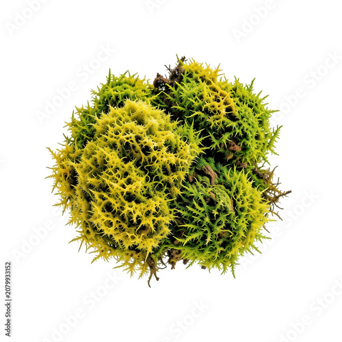 Green Moss Cluster Transparent Background