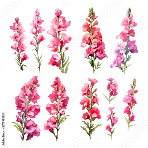 Set of Elegant Watercolor Pink Snapdragon Floral Elements for Botanical Design and Spring Garden Illustration Decor