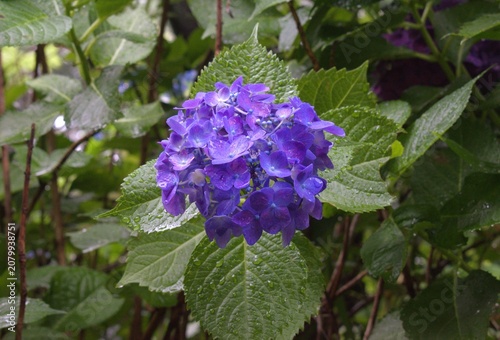 梅雨のイメージ写真 紫陽花