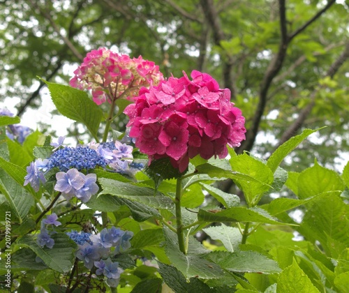 梅雨のイメージ写真 紫陽花
