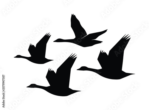 Flying geese vector silhouette set, black waterfowl birds in flight, migratory animal flock, nature and wildlife graphic element