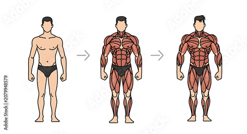 Anatomical illustration of male body muscle growth and development stages vector diagram.
