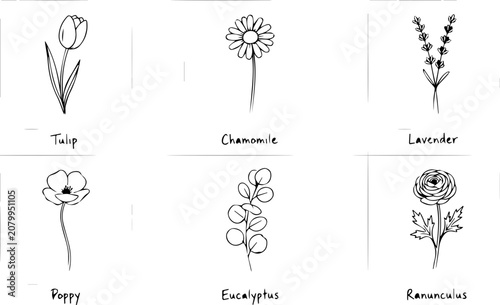 Botanical line drawings of six flowers