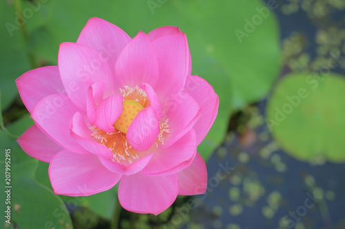 Pink sacred lotus closeup with bokeh, summer Japan