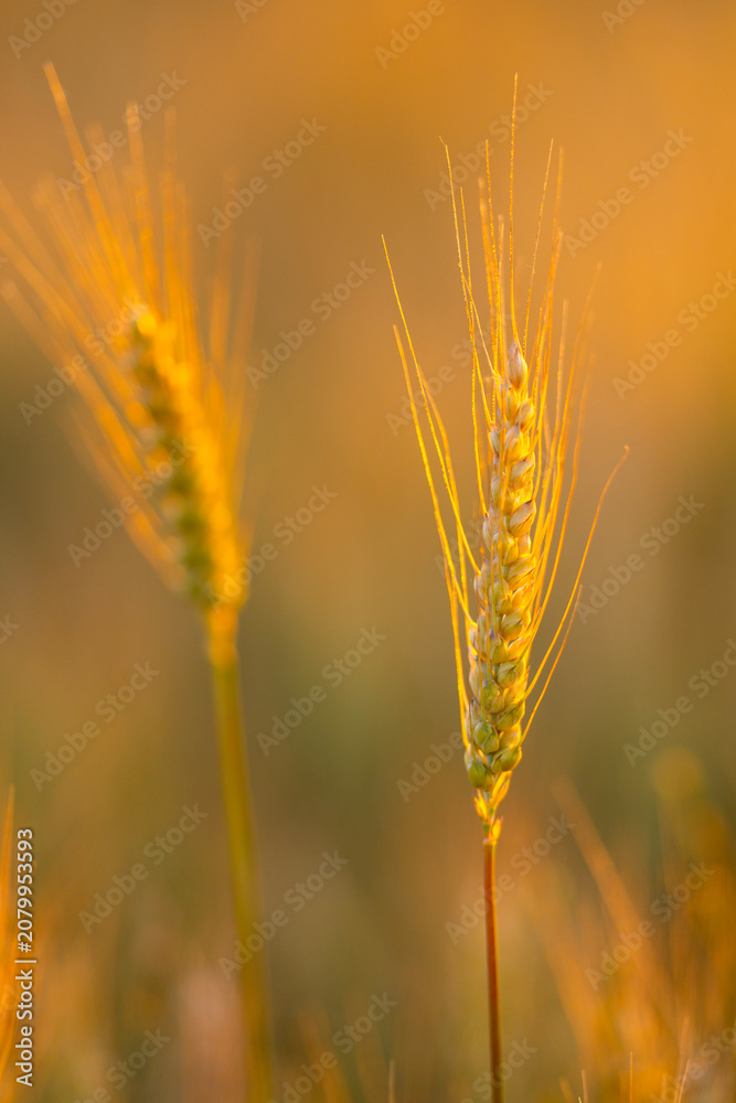 Fototapeta premium Wheat grows across farmland. Wheat ear faces sunlight. Golden wheat enriches landscape. Rural wheat fills frame.