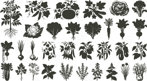 Konstfotografi Diverse garden plants and vegetables silhouetted against a white background in a