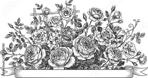 Schilderij op canvas Vintage botanical engraving of climbing roses with a blank ribbon banner for tex