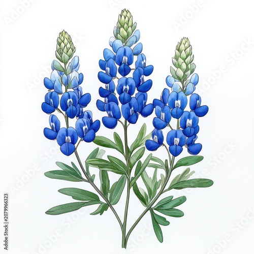 three blue lupine flower spikes with green leaves on white background, delicate botanical watercolor illustration conveying calm and fresh serenity
