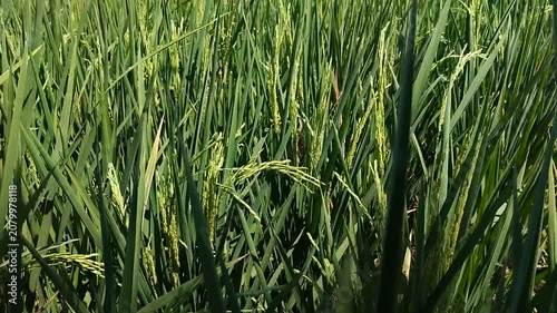 Lush green rice paddy field with developing grains
