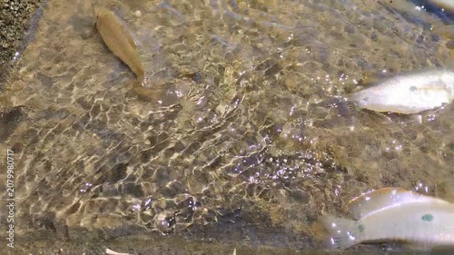 Dead fish lie still in clear shallow water
