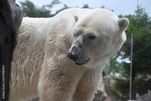 動物園の白くまの横顔
