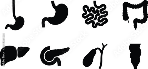 Human Digestive System Organ Silhouette Collection with Stomach Intestine Liver and Pancreas Icons
