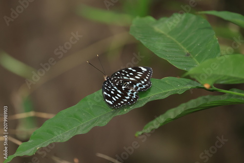Blue-spot Archduke (Lexias albopunctata) ,is locally common in montane forests and frequently comes to rotten fruits that has fallen to the ground
Pang Sida National Park in Sa Kaeo Province,Thailand