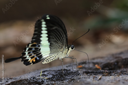 Banded Swallowtail (Papilio demolion)  
These butterflies mainly inhabit nature reserves, wastelands, mangrove areas and offshore islands.
Pang Sida National Park in Sa Kaeo Province,Thailand