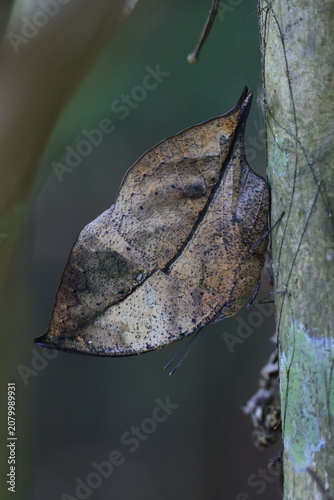 Foto Orange Oakleaf (Kallima inachus) 
The resemblance to a dried leaf,a masquerade i