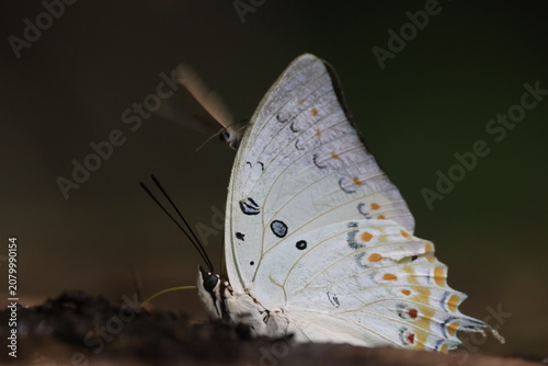 Jewelled Nawab (Polyura delphis) ,It is easily recognised by its silvery- white underside, highlighted with yellowish submarginal markings and its three distinct tails
Pang Sida National Park .