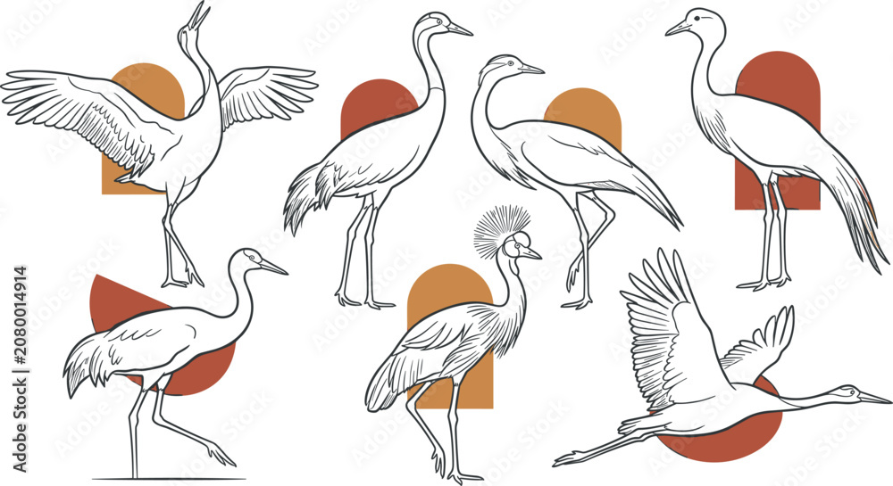 Fototapeta premium Elegant Crane Bird Illustration Collection Featuring Standing Walking Flying Dancing and Wading Wetland Wildlife Outline Vector Set