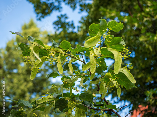 Photos Close-up of linden tree branches with young fruits, green leaves and bracts after flowering