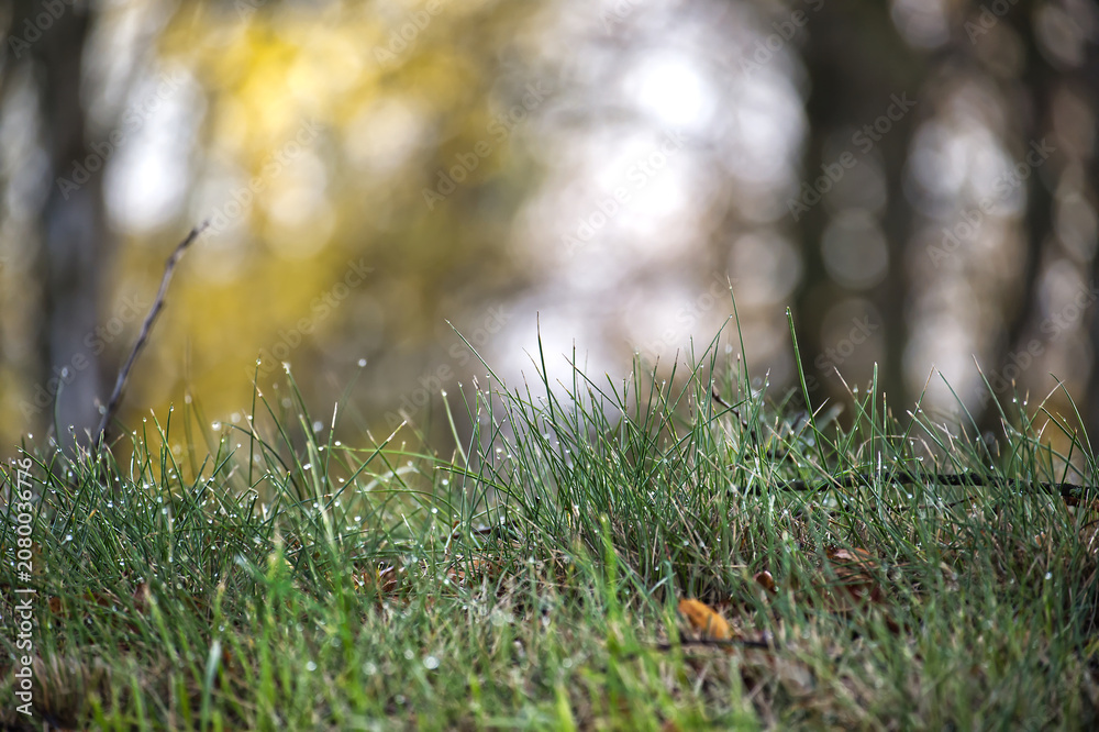 Naklejka premium Dewy Grass in a Quiet Forest Morning With Soft Bokeh and Green Blades