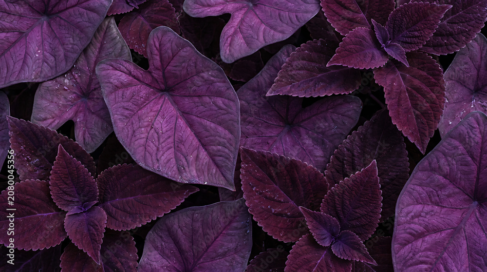 Fototapeta premium Purple tropical leaves pattern on dark background