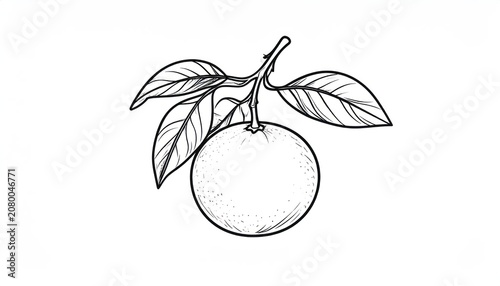 Botanical line art sketch of a whole citrus fruit.
