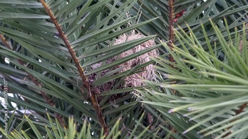 Lonchura maja's nest (Bondol haji, pipit haji, White headed mannikin, Pale headed munia, mannikin) on the plam tree.