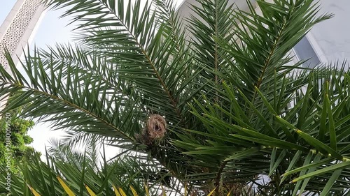 Lonchura maja's nest (Bondol haji, pipit haji, White headed mannikin, Pale headed munia, mannikin) on the plam tree.