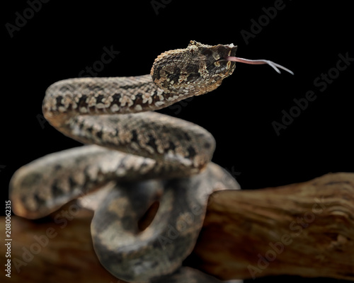 Photos Close-up Bornean Pit Viper (Craspedocephalus borneensis) camouflage to the tree branch